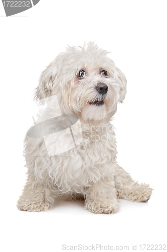 Image of Maltese dog
