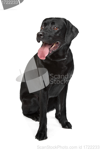 Image of Black Labrador
