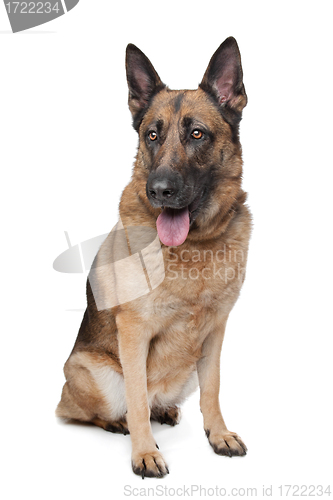 Image of German Shepherd