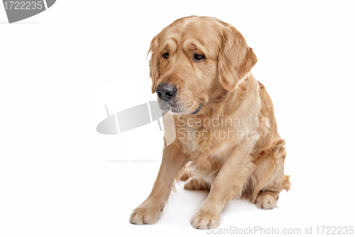 Image of Golden Retriever