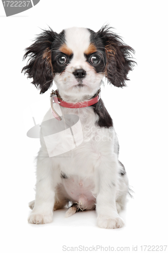 Image of Cavalier King Charles Spaniel