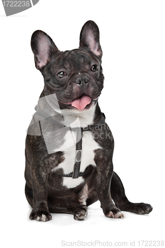 Image of Black and White French Bulldog