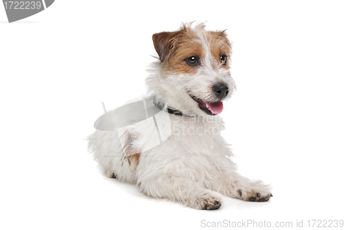 Image of Jack Russel Terrier