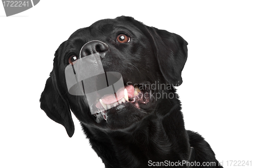 Image of Black Labrador