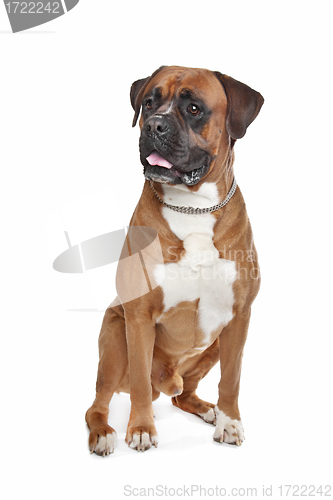 Image of Boxer dog