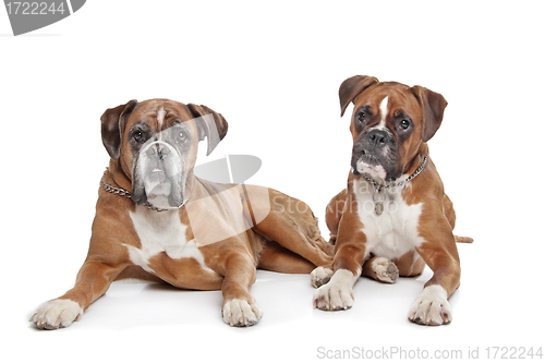 Image of Two plain fawn Boxer dogs