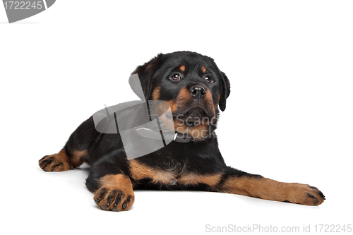 Image of rottweiler puppy