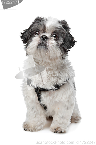 Image of Shih Tzu