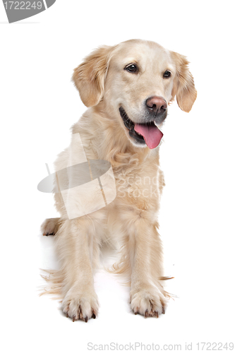 Image of golden Retriever