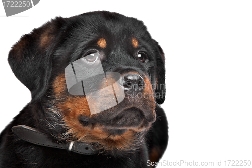 Image of rottweiler puppy