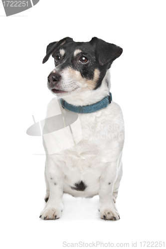 Image of Jack Russel Terrier