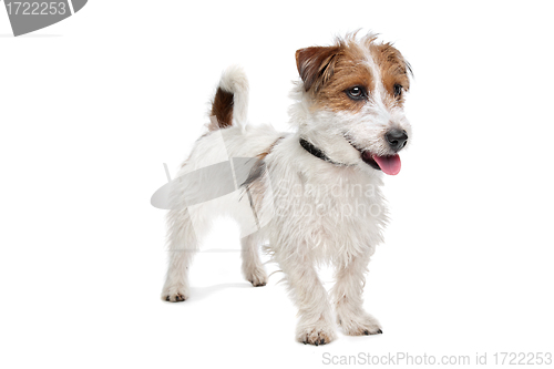 Image of Jack Russel Terrier