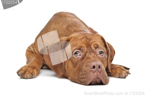 Image of Dogue de Bordeaux