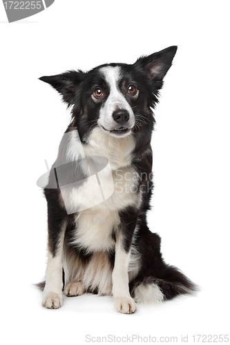 Image of Border Collie