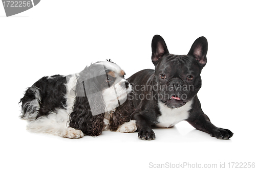 Image of two dogs