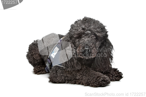 Image of Black Poodle
