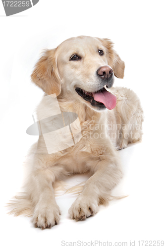 Image of golden Retriever
