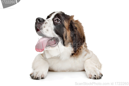 Image of St Bernard puppy