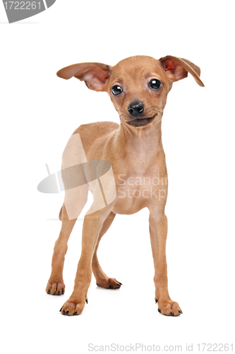 Image of Miniature Pinscher puppy