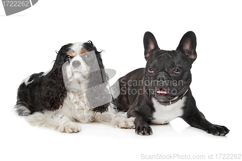 Image of two dogs