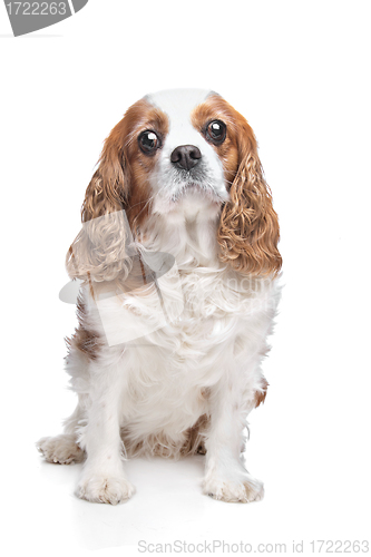 Image of Cavalier King Charles Spaniel