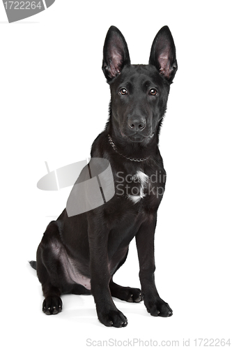 Image of Black German Shepherd puppy