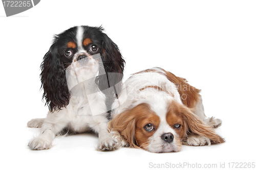 Image of two Cavalier King Charles Spaniel dogs