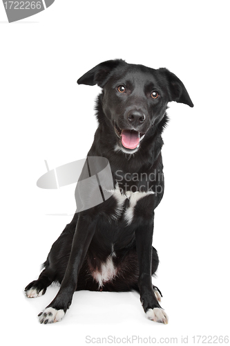 Image of mixed breed dog