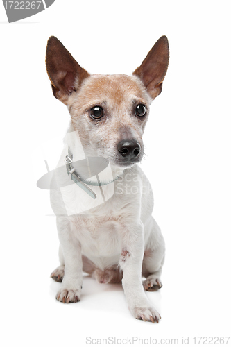 Image of Jack Russel Terrier