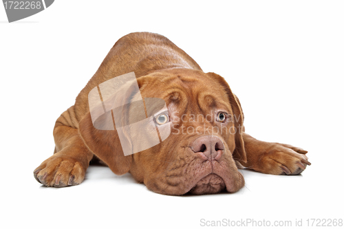 Image of Dogue de Bordeaux