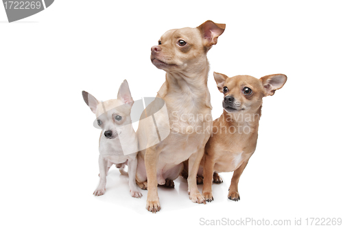 Image of three chihuahua dogs