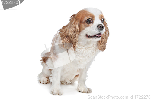 Image of Cavalier King Charles Spaniel