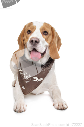 Image of Beagle