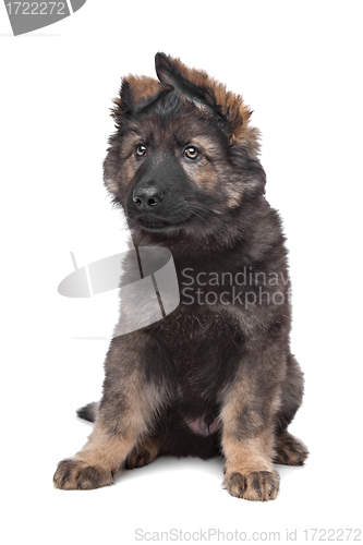 Image of Shepherd puppy
