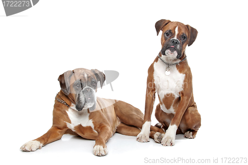 Image of Two plain fawn Boxer dogs
