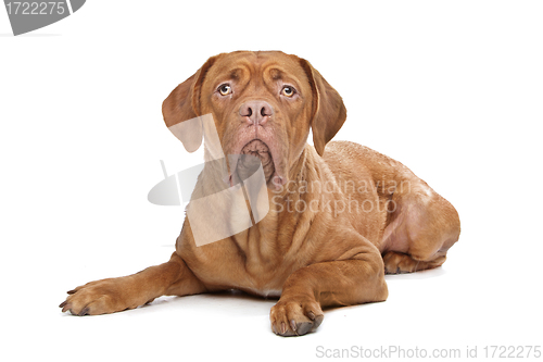 Image of Dogue de Bordeaux