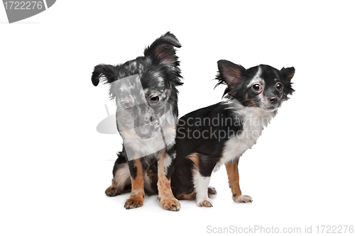 Image of Two Chihuahua dogs