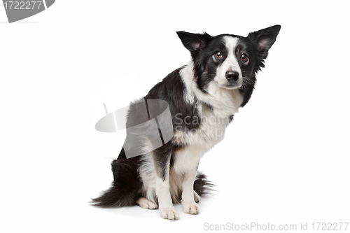 Image of Border Collie