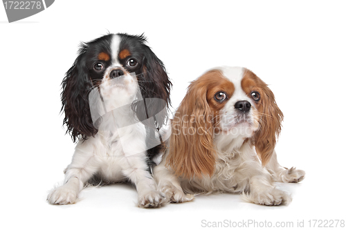 Image of two Cavalier King Charles Spaniel dogs