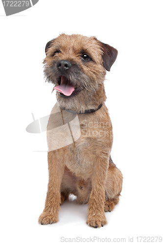 Image of Border Terrier