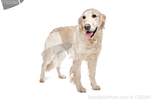 Image of golden Retriever