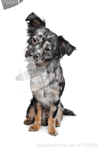 Image of Long haired chihuahua