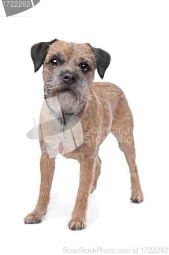 Image of Border Terrier