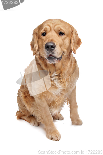 Image of Golden Retriever