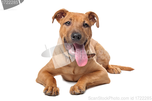 Image of mixed breed dog