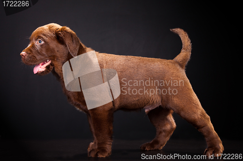 Image of Cute puppy of Labrador retriever on black