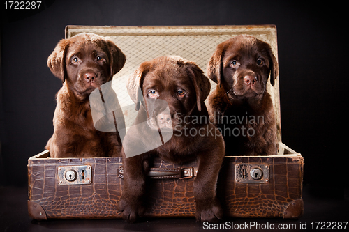 Image of three puppies of Labrador retriever in vintage suitcase