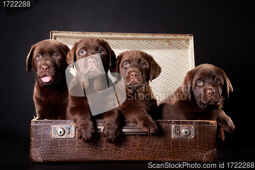 Image of three puppies of Labrador retriever in vintage suitcase