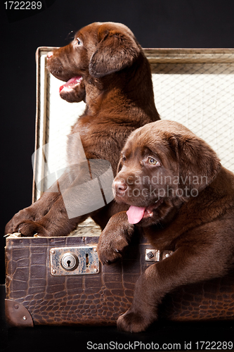 Image of two puppies of Labrador retriever in vintage suitcase
