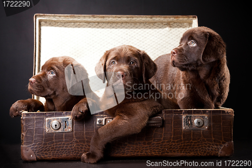 Image of three puppies of Labrador retriever in vintage suitcase